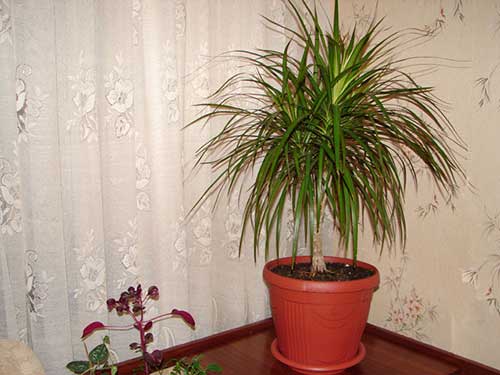 hvordan ta vare på dracaena hjemme