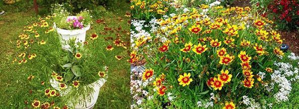 roční coreopsis