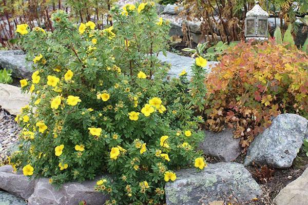 Potentilla na alpském skluzavce