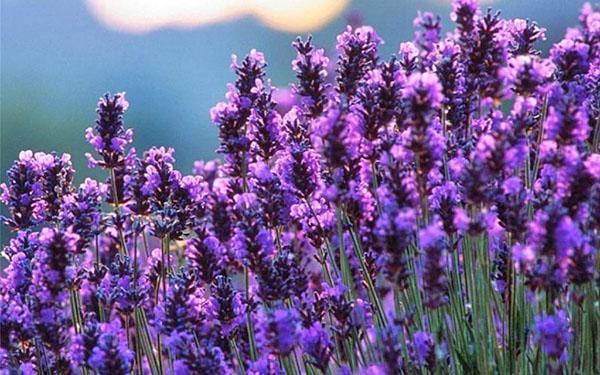 frodig blomstrende lavendel