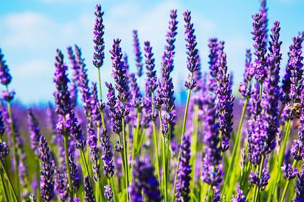 medisinsk lavendel