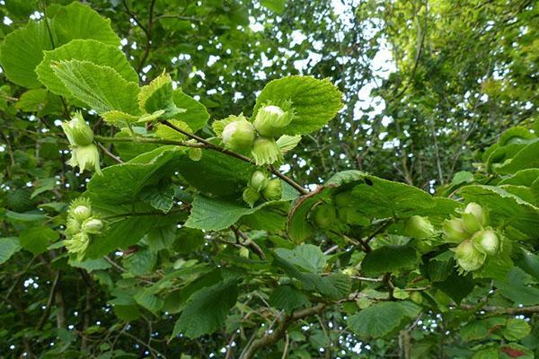 fruktende hassel