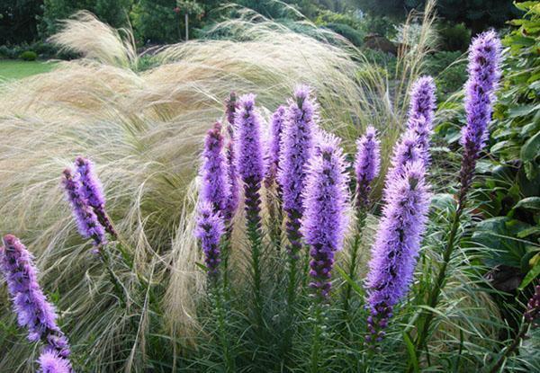 liatris spikelet