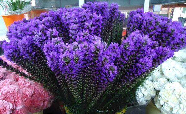 ตัด Liatris