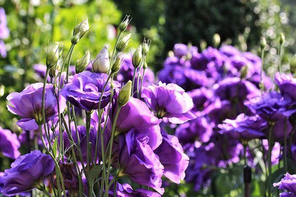 ohromující lisianthus