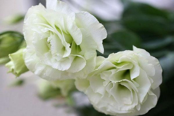 delikatny lisianthus