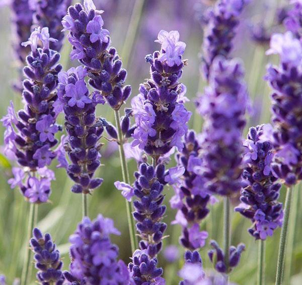 lavendel blomstrer