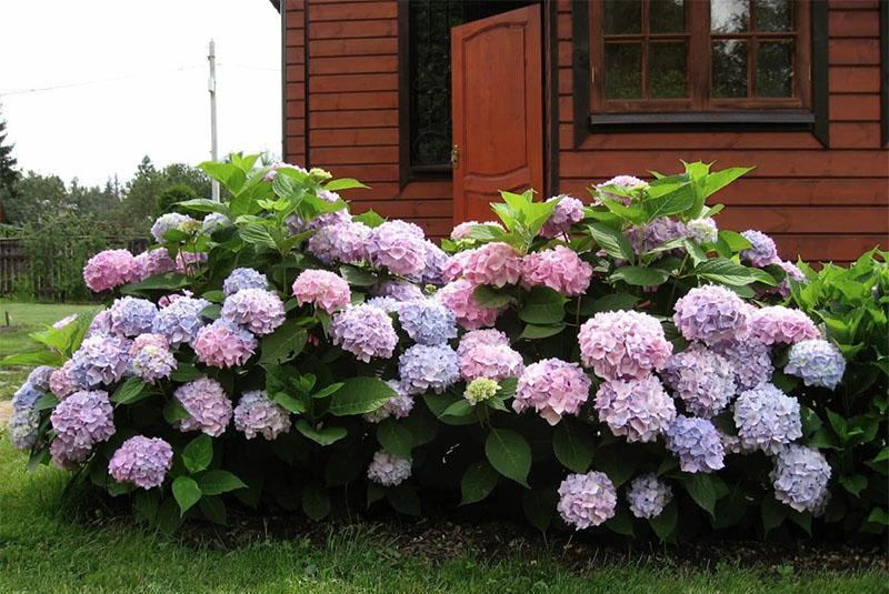 frodig hortensia blomstrer