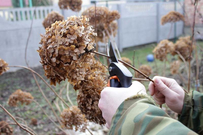 beskjæring av hortensia som fjerner tørkede blomster