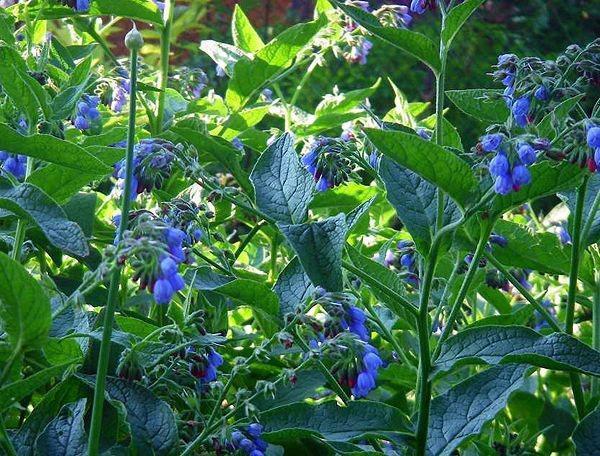 comfrey officinalis