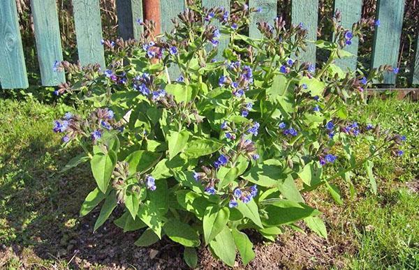 comfrey ยาในประเทศ