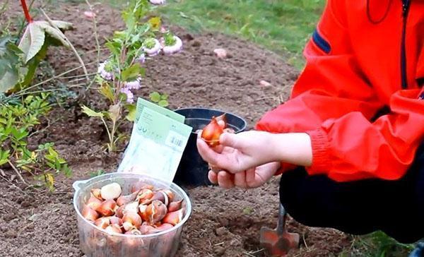 høstplanting av tulipaner