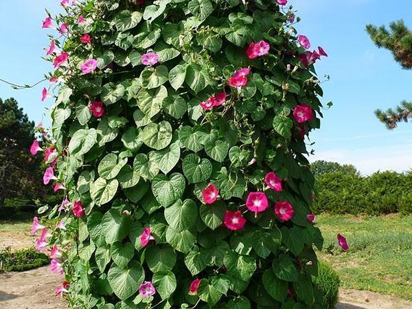 morning glory hagedekorasjon