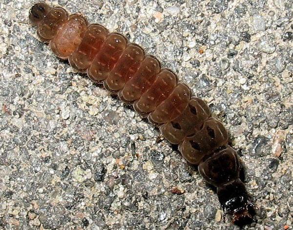 larva brouka hasiče