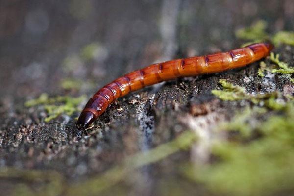 wireworm