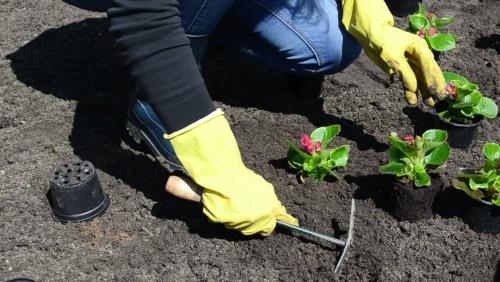 plante begonier i bakken