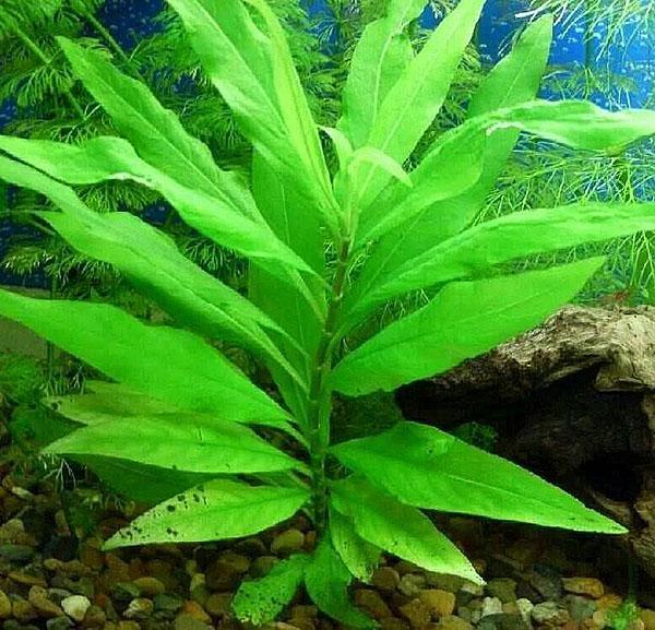 plante i akvarium