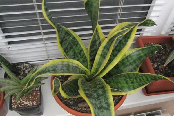 Sansevieria