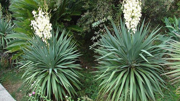 yucca i hagen