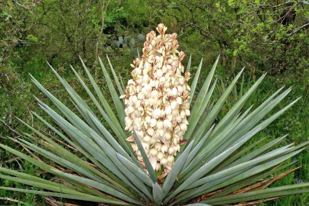 yucca blomstrer