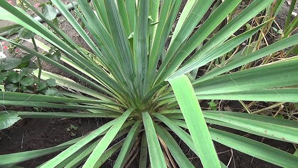 yucca blomstrer ikke