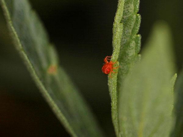 szkodniki asterowe