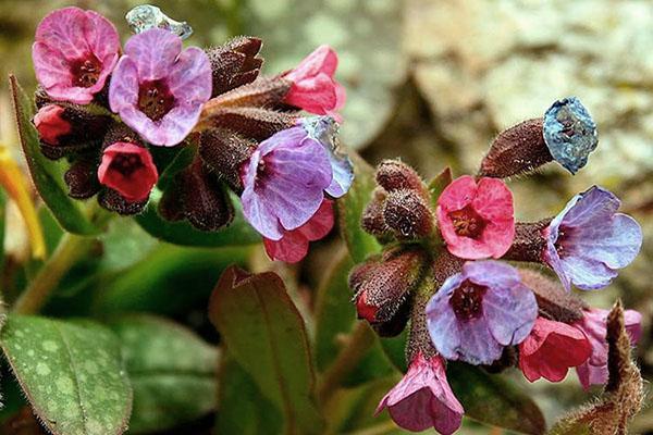 คุณสมบัติการรักษาของ lungwort