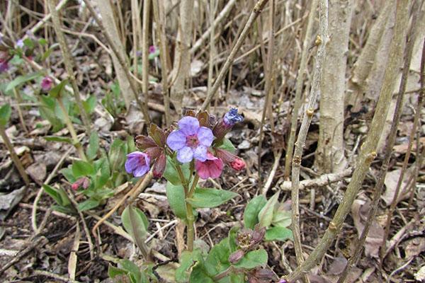 lungwort i naturen