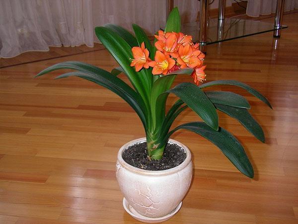 clivia ออกดอก