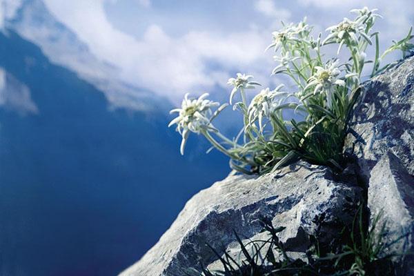 fjellblomst edelweiss