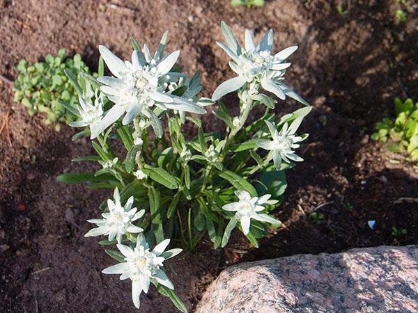 edelweiss ในแปลงดอกไม้