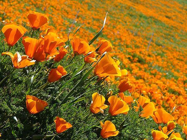 Blomstring av aescholzia i et naturreservat (USA)