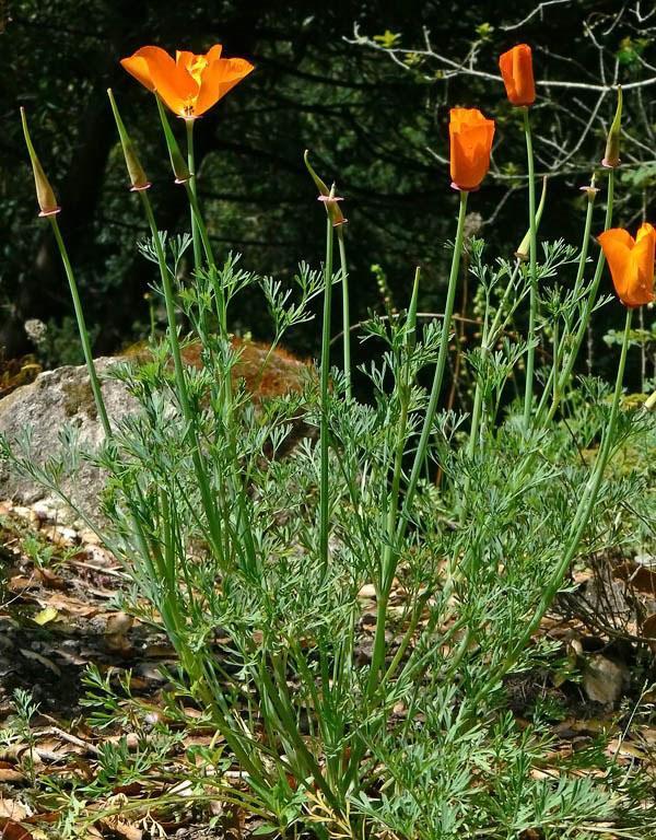 Divoce rostoucí kalifornská eschscholzia