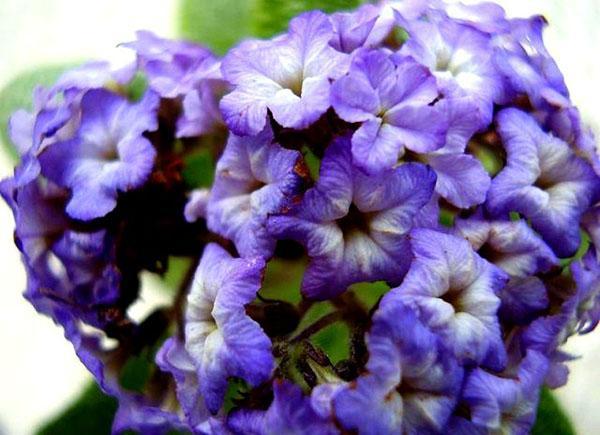 frodig blomsterstand