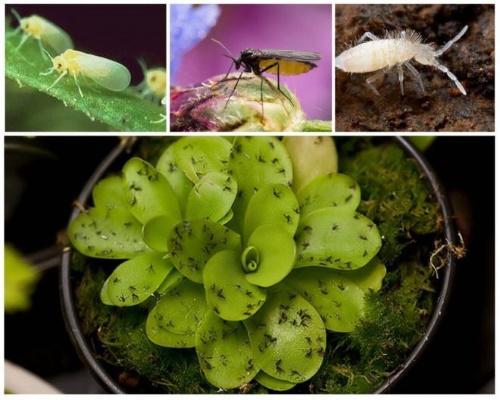 hvordan bli kvitt mygg i blomster