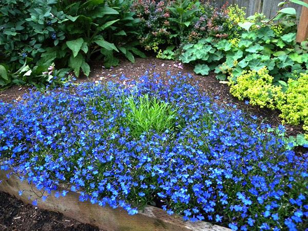 lobelia i hagen