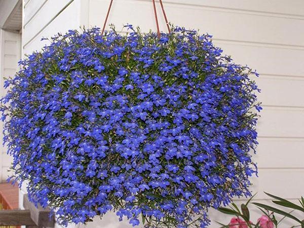 ampelous lobelia