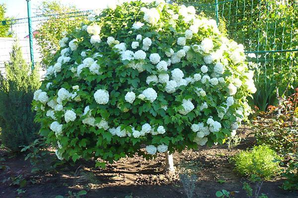 viburnum buldenezh