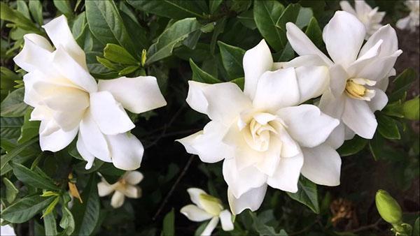 kaprysy gardenia