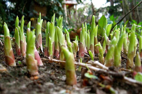 Hosta na jaře