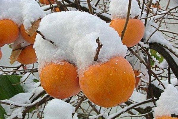 Amerikansk persimmon