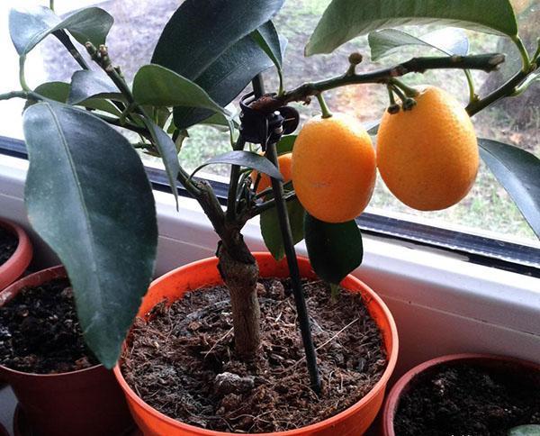 kumquat hjemme