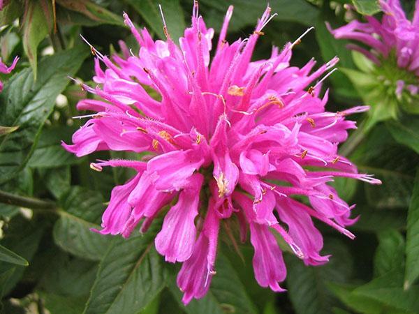 monarda kwitnie