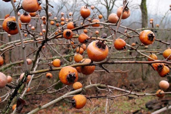 medlar i Krimfjellene