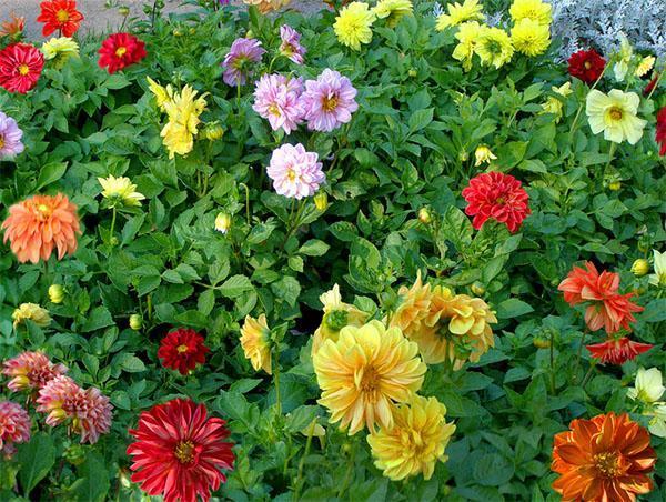 dahlias คนตลกประจำปี