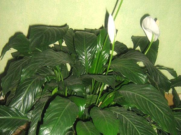 การปลูกถ่าย spathiphyllum เก่า