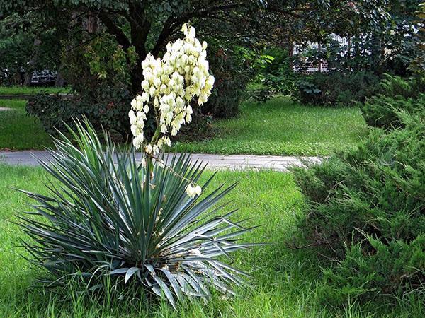 prospěšné vlastnosti yucca