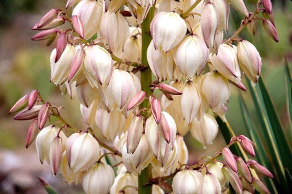 yucca blomstrer