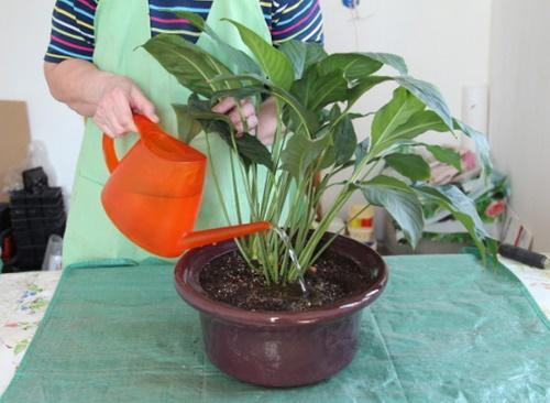 vanning spathiphyllum