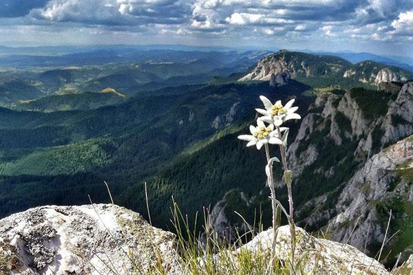 gwiazda alpejska